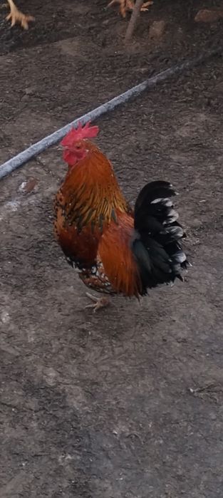 Vând cocoși pitici