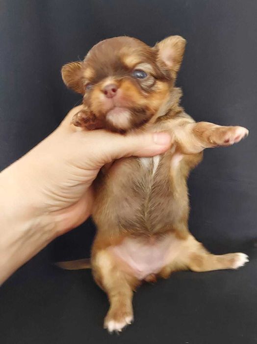 Продаю щенков чихуахуа