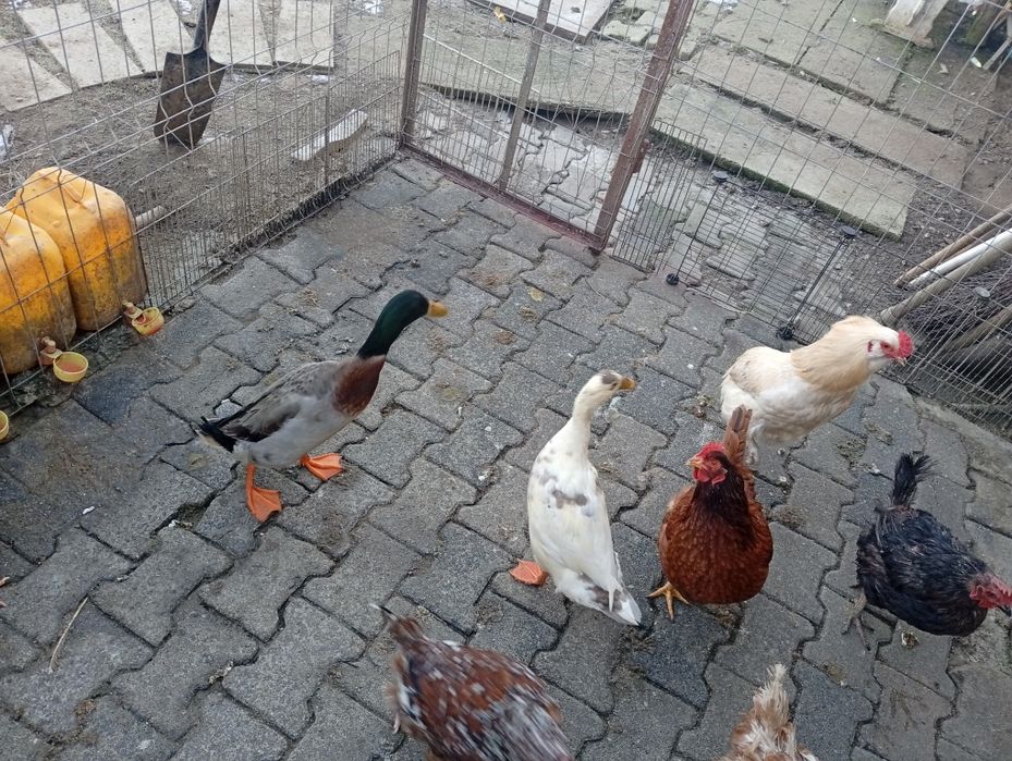 Rate indiene pereche tânara