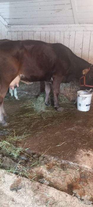 Vând vaca bruna gistanta
