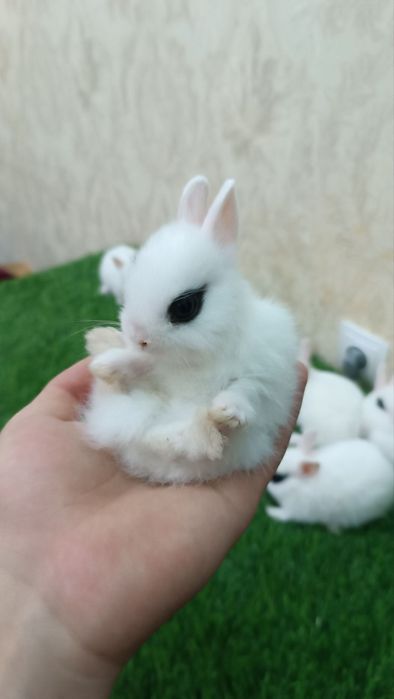 Карликовые кролики