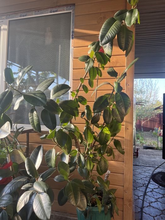 Фикус. Комнатные растения