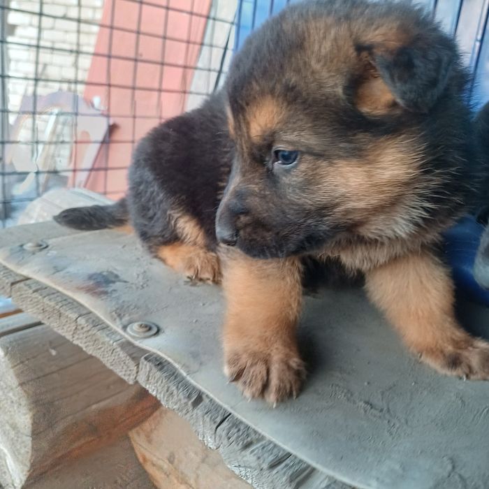 Щенки немецкой овчарки