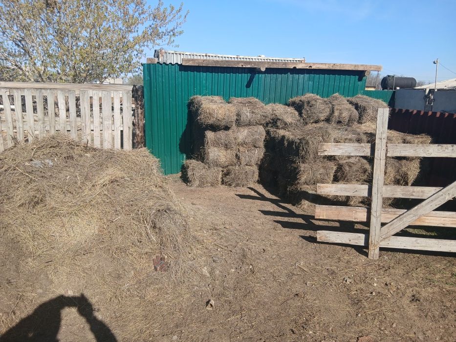 Продам старая сено за все 20000