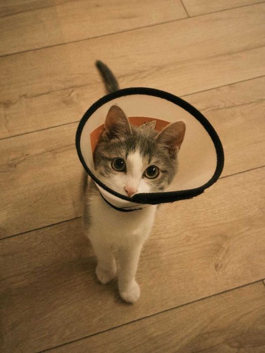 Тофи котенок 7 месяцев
