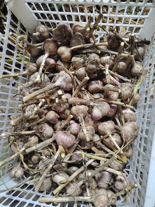 Продам чеснок дачный 2500кг
