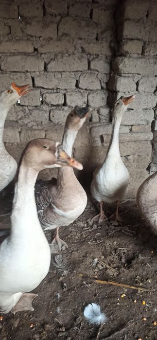 Gʻoz erkagi sotiladi