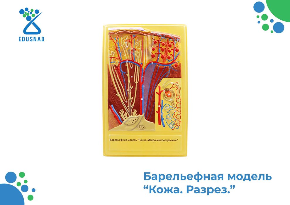 Барельефная модель / anatomik modellar/Tibbiy va ilmiy o‘quv asboblari