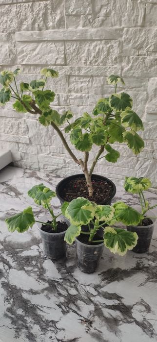 Пеларгония герань