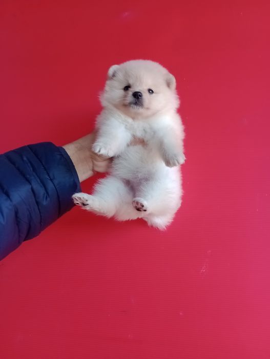 Померани. Момченца и момиченца. Померан. Реални снимки!