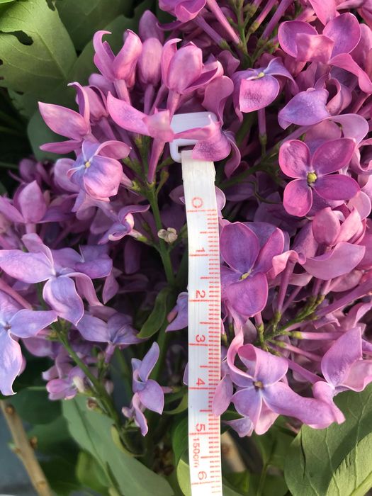 продам саженцы сирени