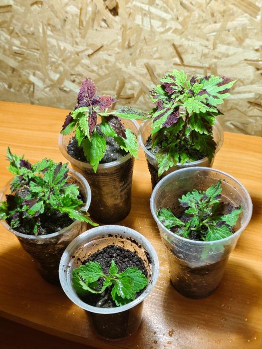 Продам декоративный, острый перец Чили