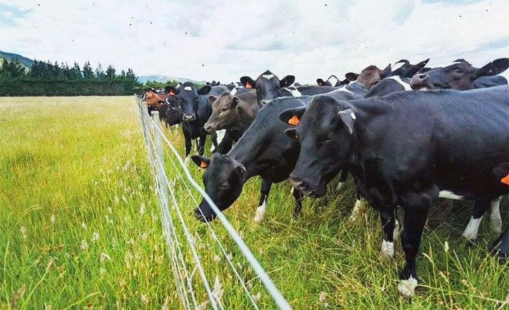 Электропастух Электроизгородь КРС Телят Лошадей овца