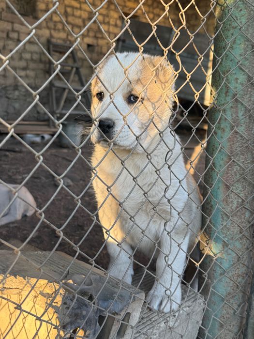 Алабай (Средно Азиатска овчарка)