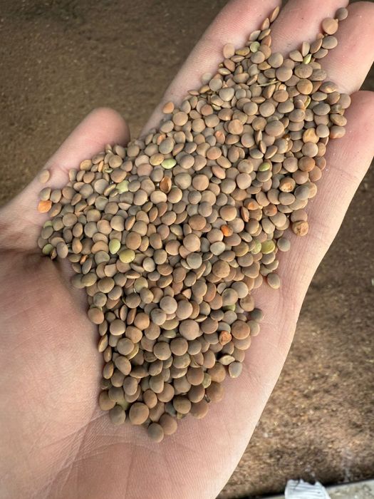 Подсолнух, чечевица красная от ТОО