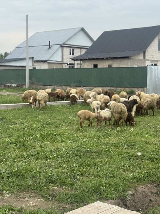 Қозылы қой сатылады