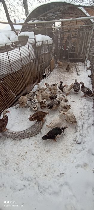 Vând Rațe Mute tinere de diferite culori!