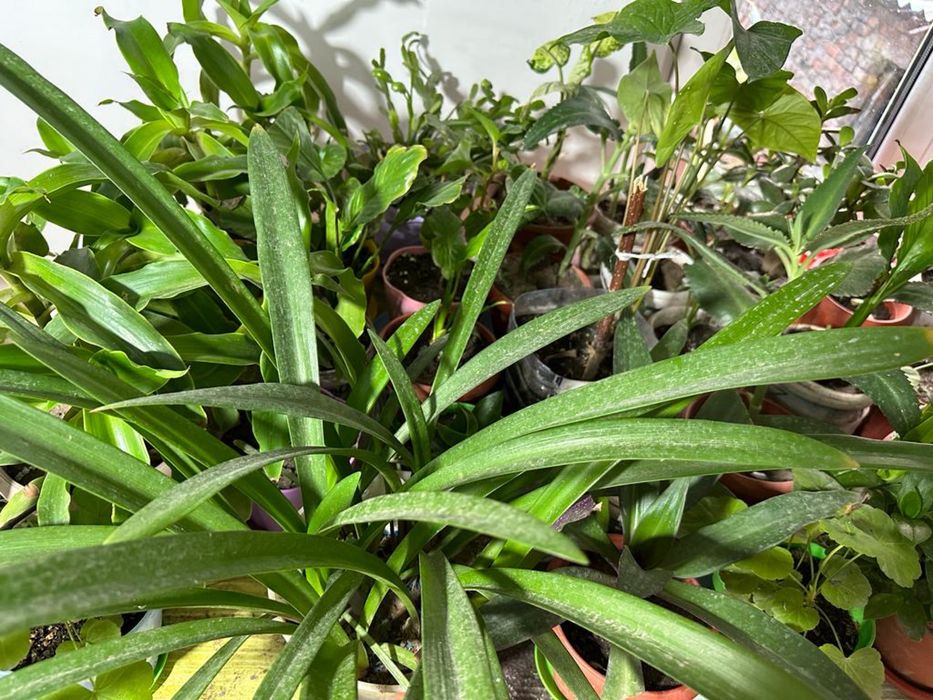 Продам комнатные цветы