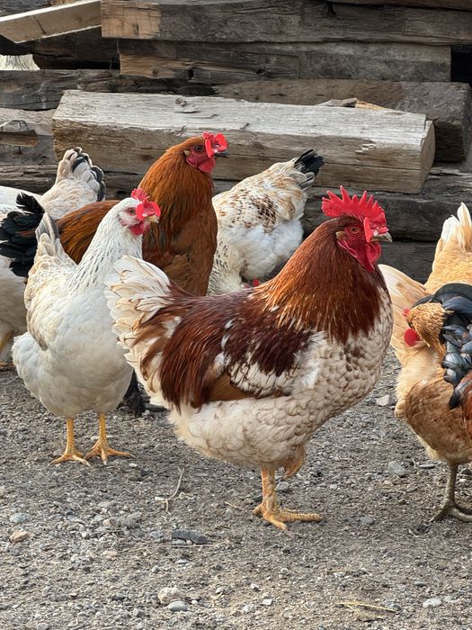 Қораздар, Петухи