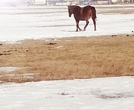 Продам, буаз бие  сатам