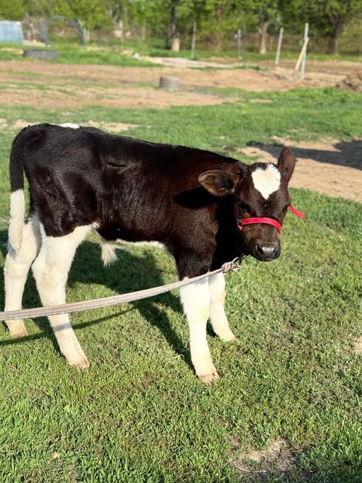 Парода ірі денелі чёрна пёстрый