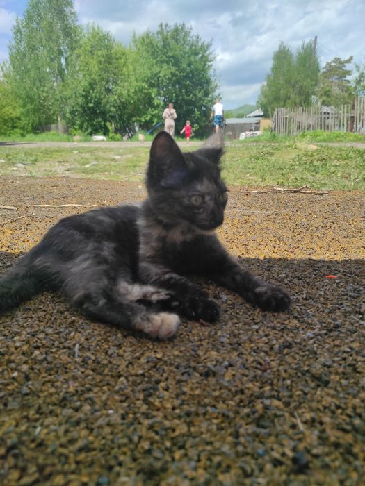 Отдам в хорошые руки кошечку