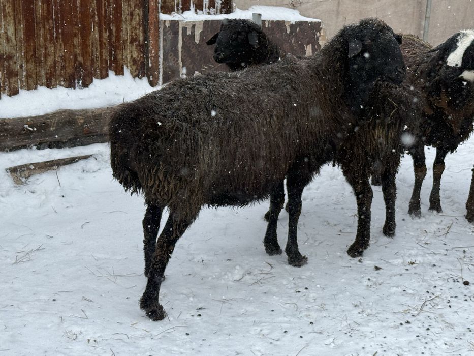 Қой-Тоқты семіз сатылады