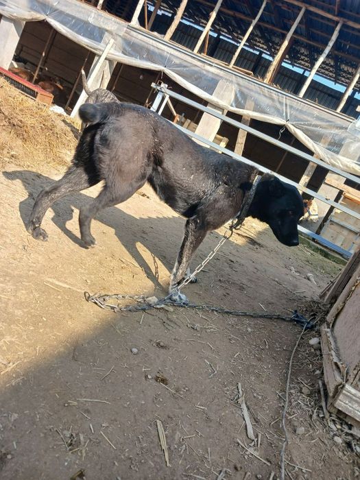 Продаётся собака