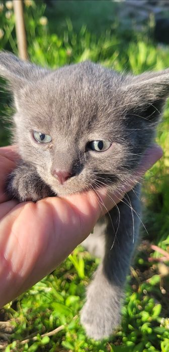 Котенок Дымчатый