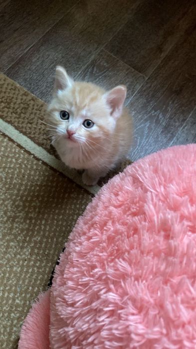 3 котёнка мальчика в добрые руки