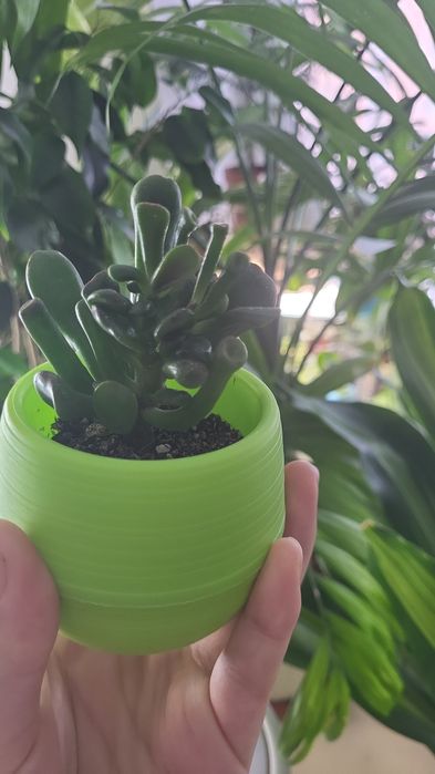 Красула хоббит отросток