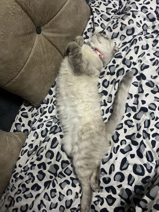кошка скотиш фолд