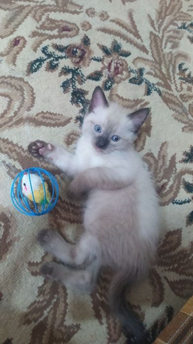 Недорого котёнок- мальчик.