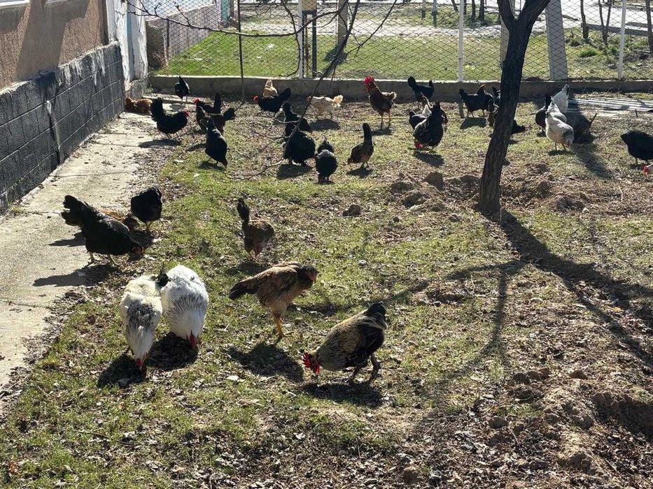 Саттық жұмыртқа 100 теңге