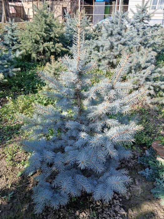 Арча сотилади (голубой ель)