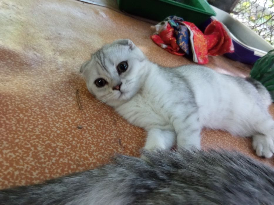 Котенок серебро  британец фолд