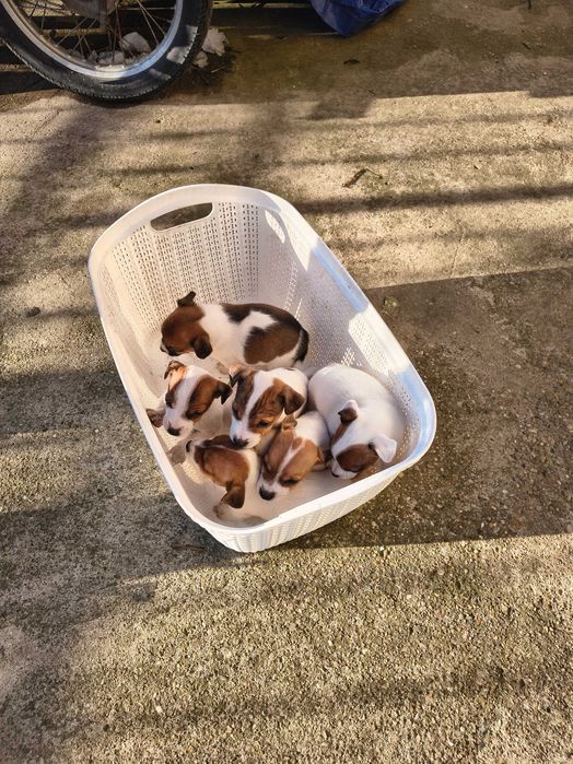 Продавам Джак Ръселчета