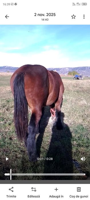 Vând sau schimb capre