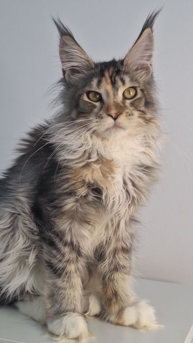 Котята готовые к переезду