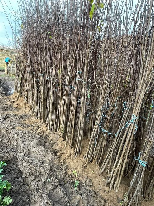 Pomi fructiferi producător