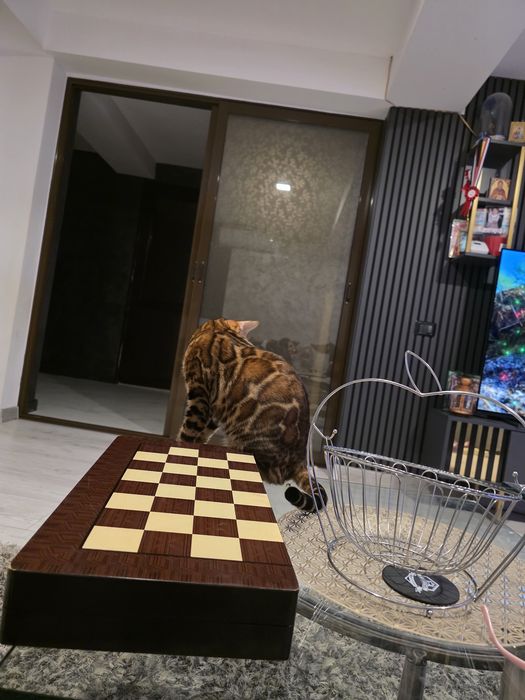 Vindem pisica rasa Bengal cu pedigree