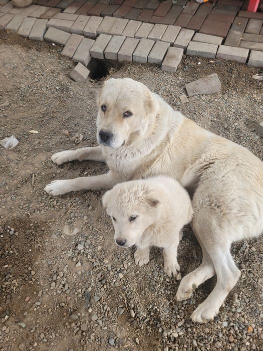 Отдам шенка девочку мама сзади