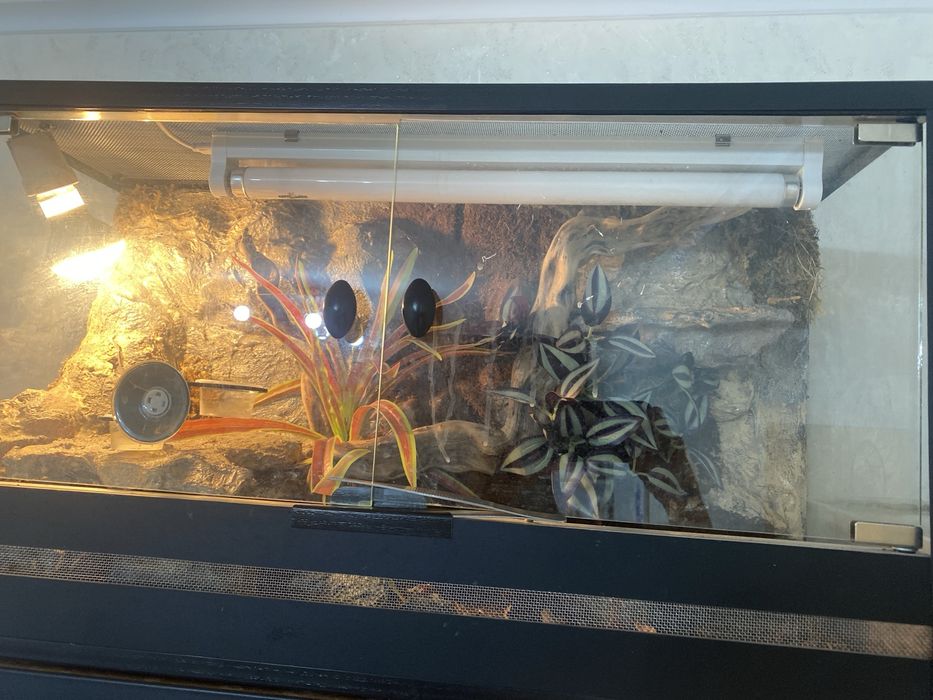 Терариум для рептилий