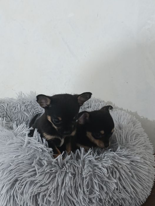 Пинчери момче и момиче