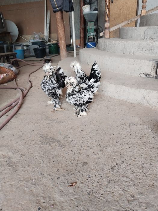 Султанки карлики продаются