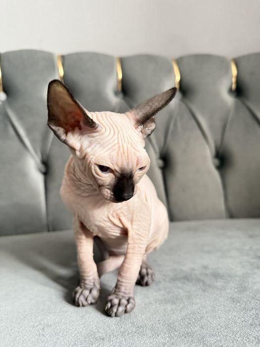 Fetita Sphynx Superba