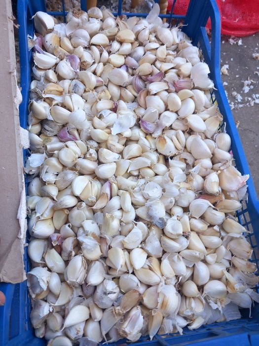 Usturoi pentru preparate și pus în pământ