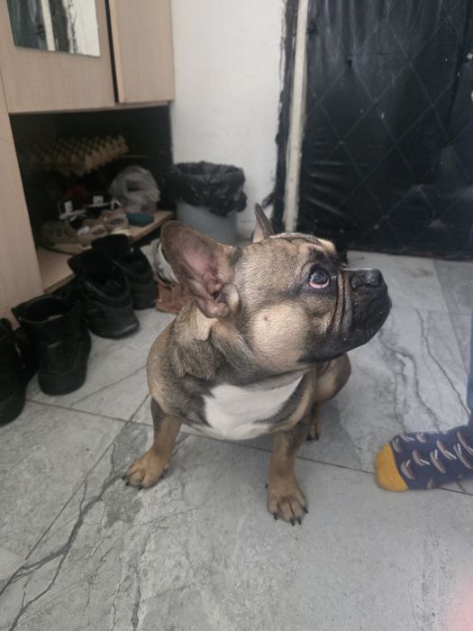 Найдена собака французский бульдог