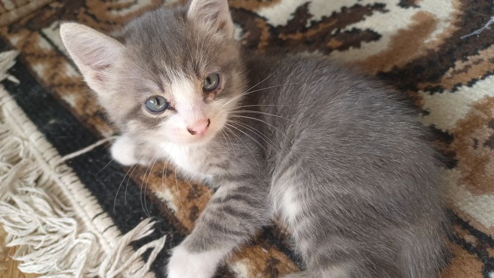 Отдам котят, мальчика и девочку