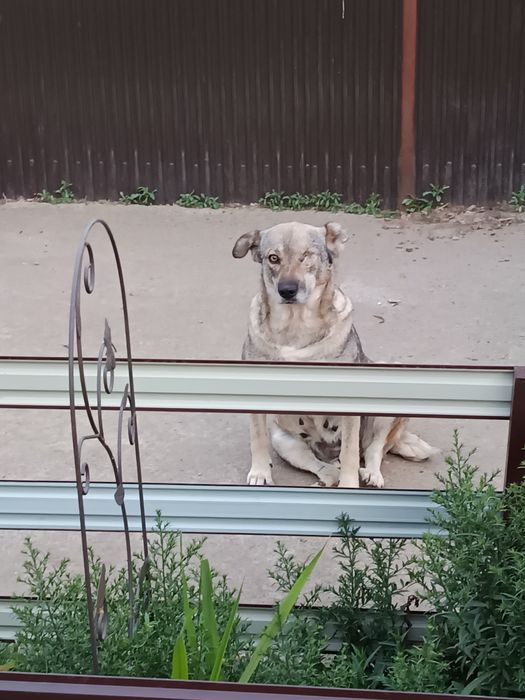 Adopție cățelușa adultă traumatizată